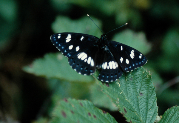 Sylvain azur&eacute; (Limenitis reducta) &copy; Nicolas Macaire / LPO
